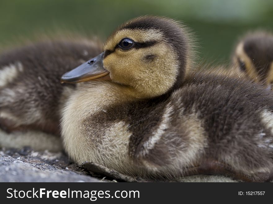 Baby mallard duck on rock in central park