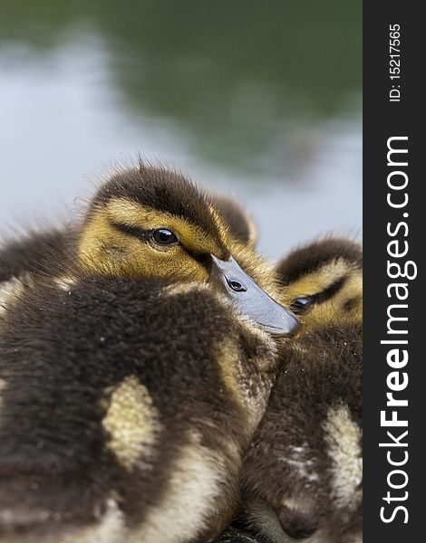 Baby mallard duck on rock in central park