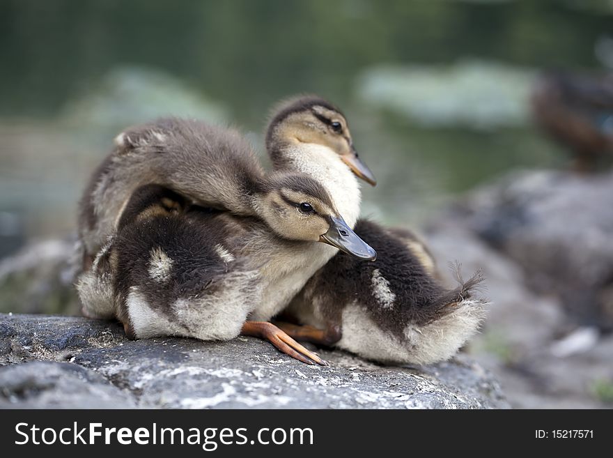 Baby Mallard ducks huddled on rocks in Central Park