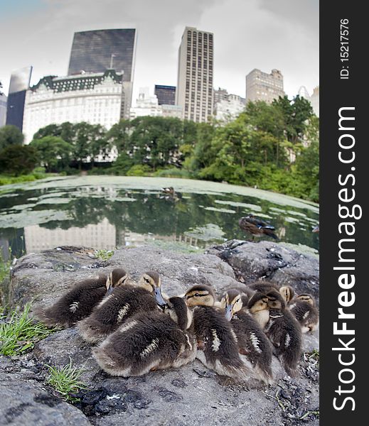 Baby Mallard ducks huddled on rocks in Central Park