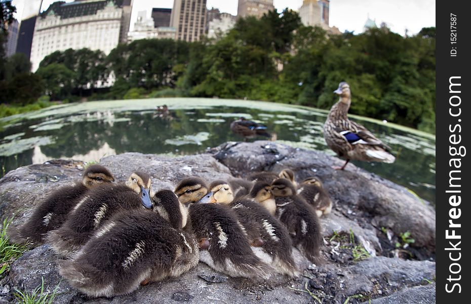 Baby Mallard ducks huddled on rocks in Central Park