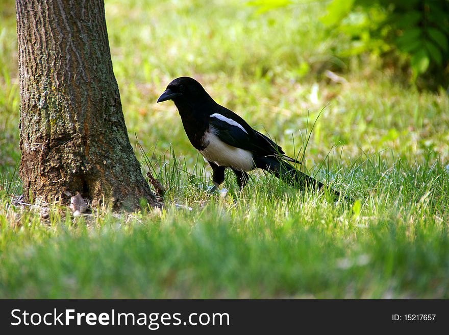 Magpie is looking for insects on the lawn