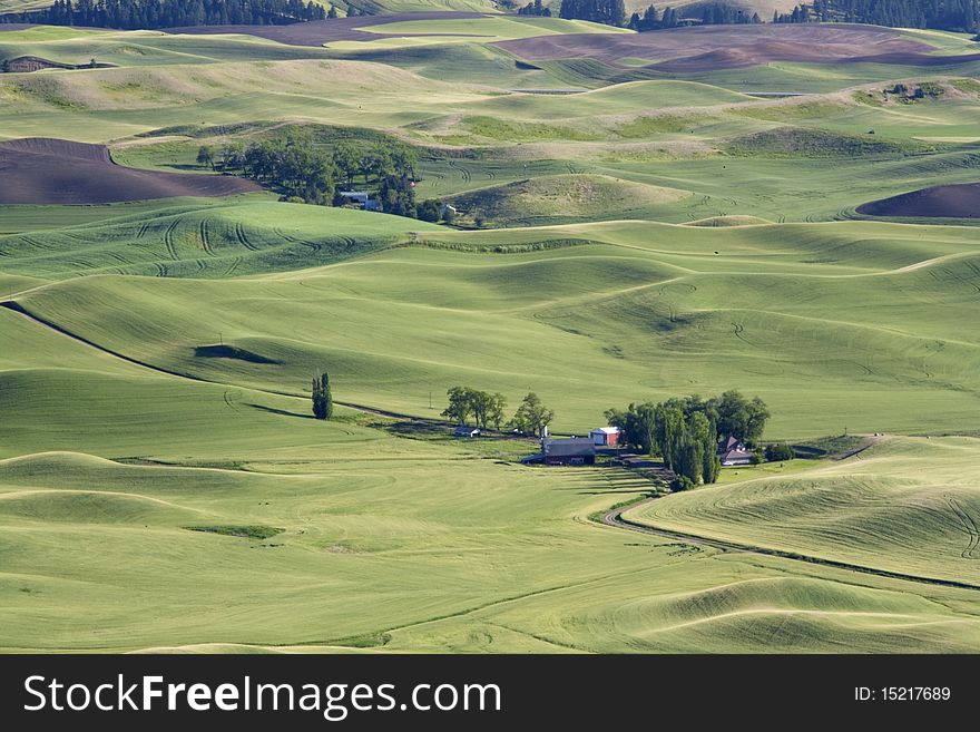 Rolling hills in the Palouse.