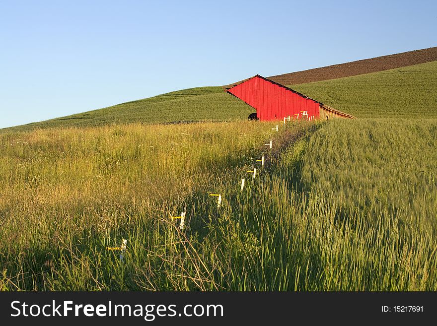 A fence leads the viewers eye to a red barn in a green field. Palouse area in Washington. A fence leads the viewers eye to a red barn in a green field. Palouse area in Washington.