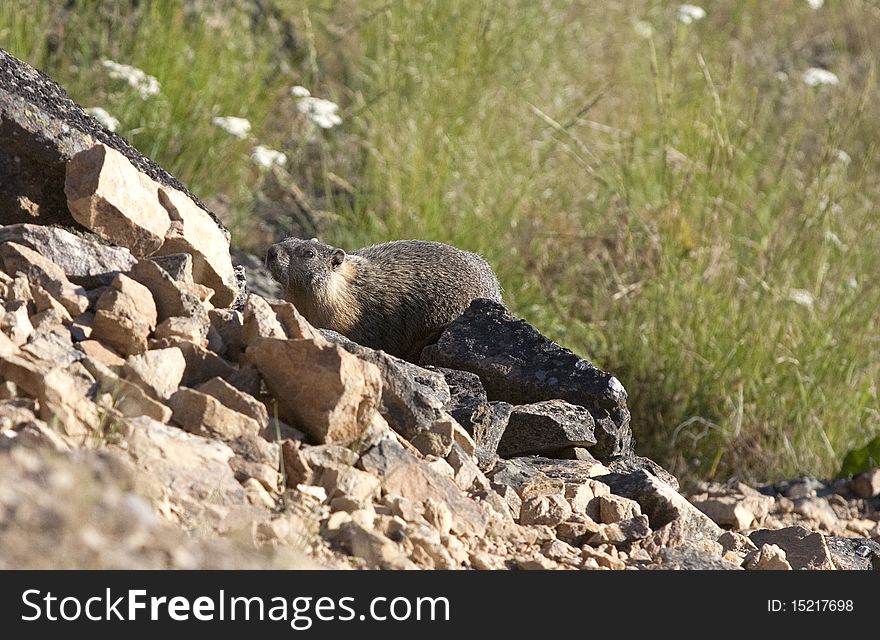 A small marmot on the side of a rocky slop. A small marmot on the side of a rocky slop.