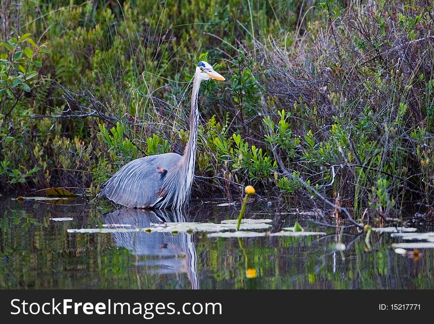 Great Blue Heron wading at the waters edge