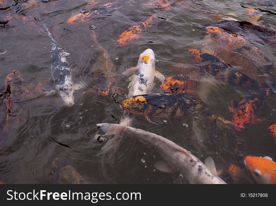 School of Koi fish at feeding time. School of Koi fish at feeding time