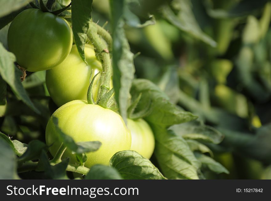 Fresh tomatoes growing in a country garden. Fresh tomatoes growing in a country garden.