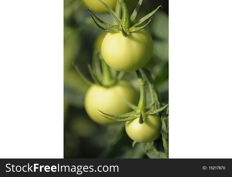 Fresh tomatoes growing in a country garden. Fresh tomatoes growing in a country garden.