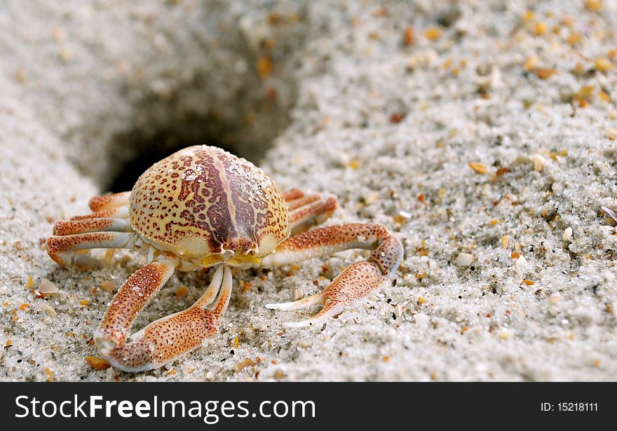 A close-up image of a crab's exoskeleton outside a crab burrow on the beach.