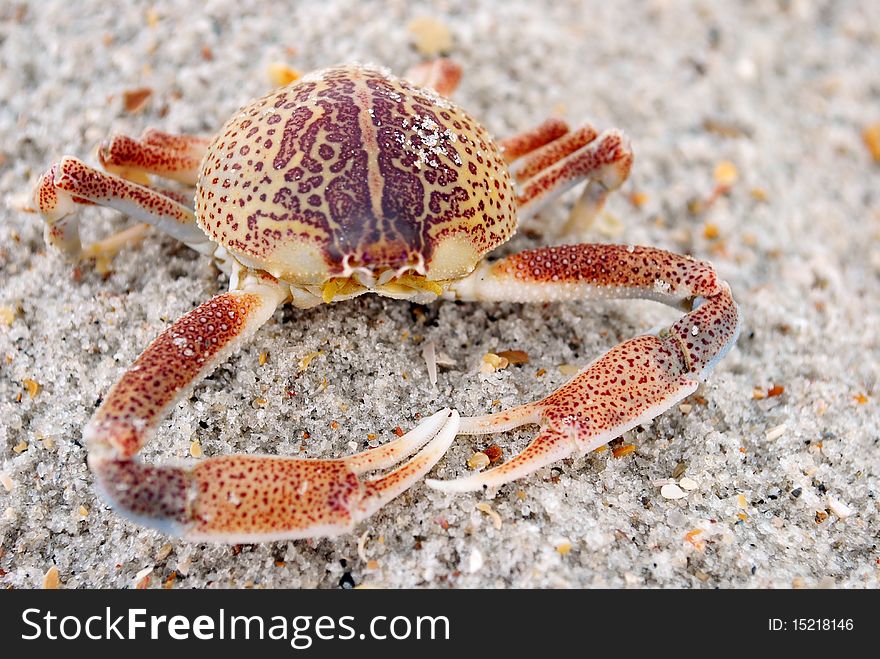 A close-up image of a crab's exoskeleton on the beach.
