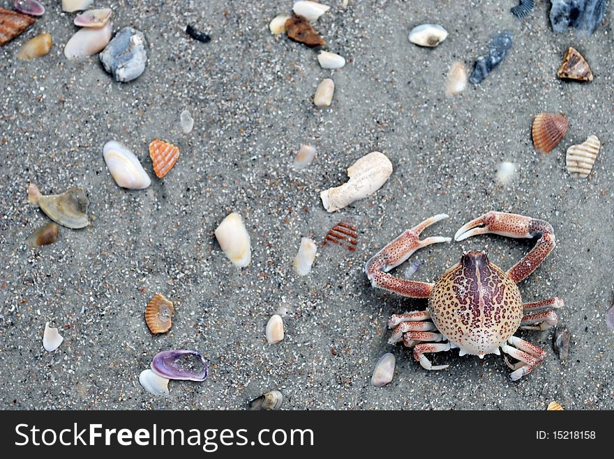 A close-up image of a crab's exoskeleton on the beach.