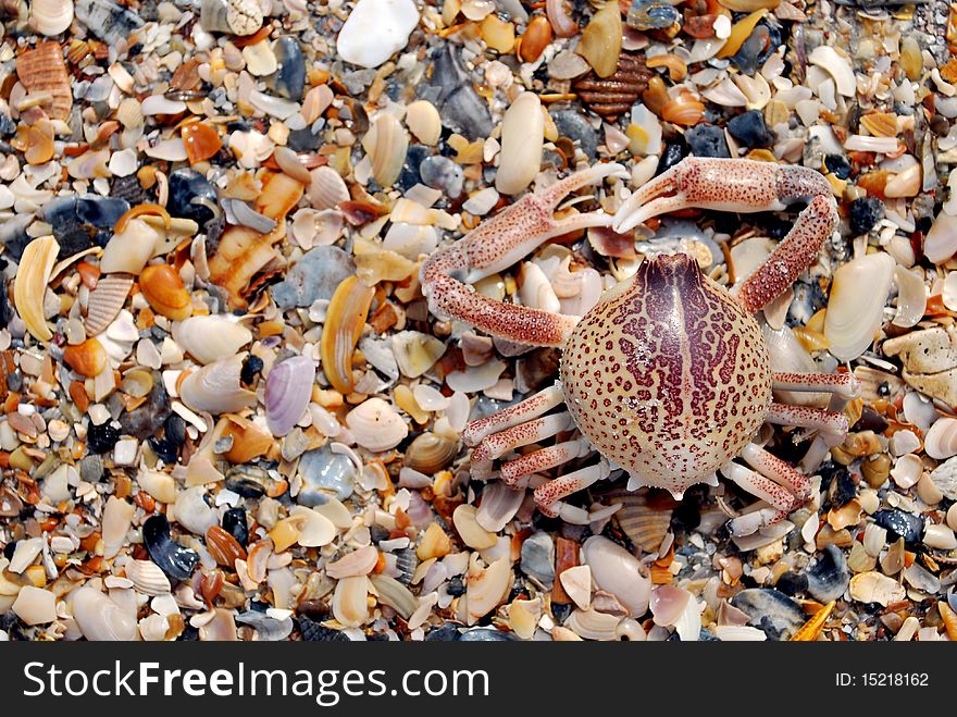 A close-up image of a crab's exoskeleton on the beach.