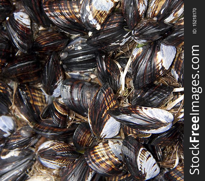 A closeup of a group of mussels attached to a tidal pool. A closeup of a group of mussels attached to a tidal pool
