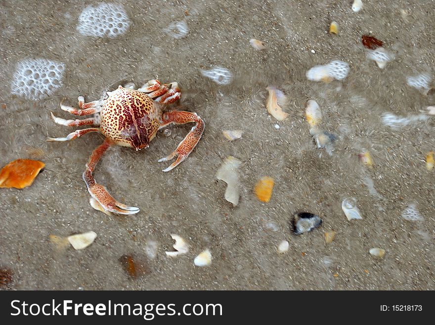 A close-up image of a crab's exoskeleton on the beach.