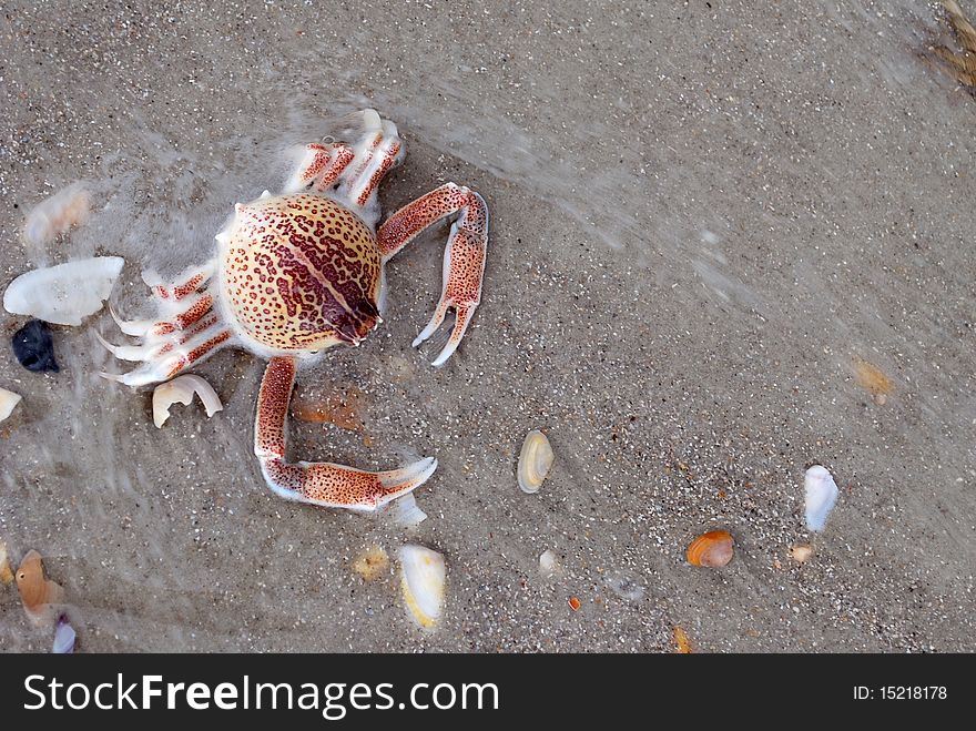 A close-up image of a crab's exoskeleton on the beach.