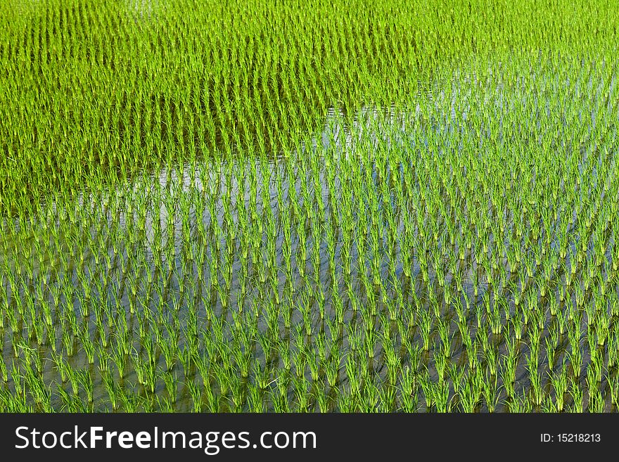 Recently Planted Rice Field