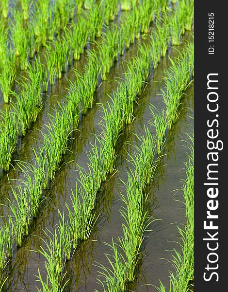 Flooded rice field with new rice shoot plantings. Flooded rice field with new rice shoot plantings