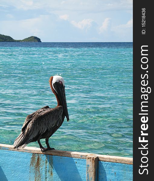 Caribbean Pelican Perched On Canoe