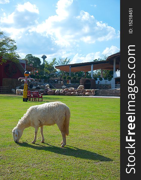 Sheep at scenery resort in Thailand
