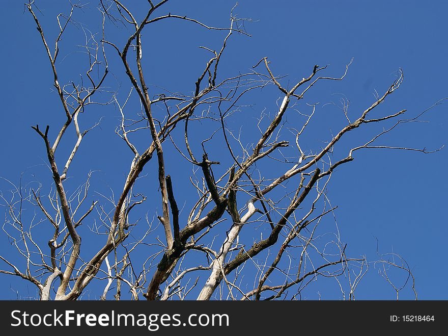 Dried branches intersection in the morning sun. Dried branches intersection in the morning sun