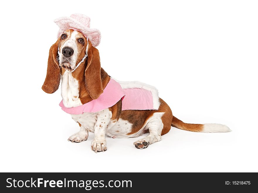 Basset Hound dog wearing a pink cowboy outfit isolated on white