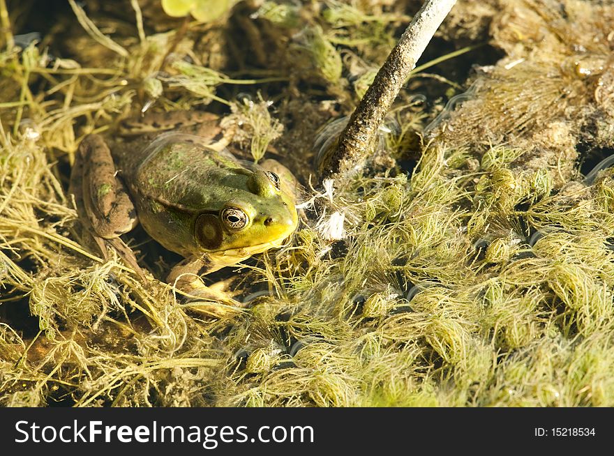 Frog sitting in a peat marsh  bog