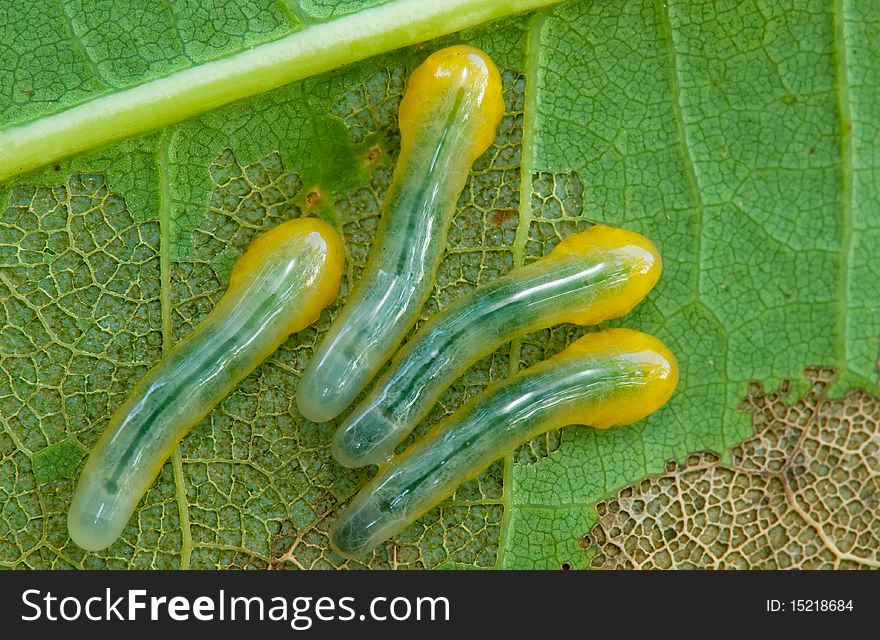 A group of sawfly larvae on an oak leaf. A group of sawfly larvae on an oak leaf