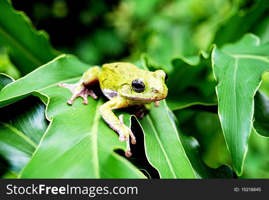 Green frog on a green leaf
