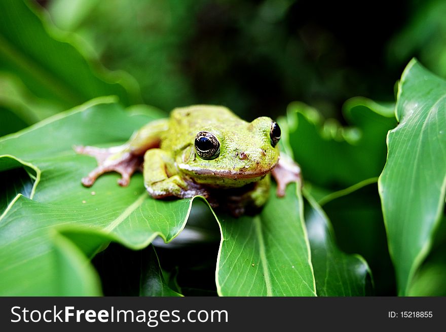 Green frog on a green leaf. Green frog on a green leaf