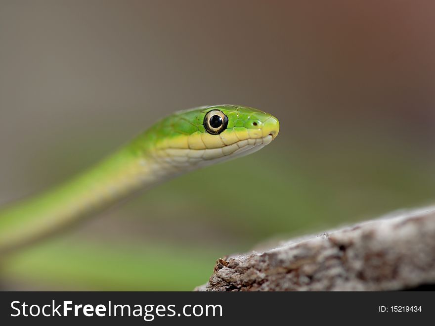 A close up image of a rough green snake with a smooth background.