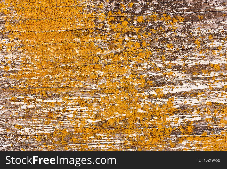 Background image of wood coated with yellow and orange lichen. Background image of wood coated with yellow and orange lichen