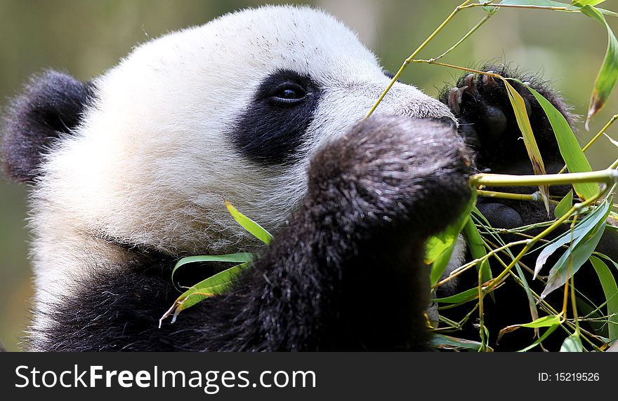 Close up portrait of a Panda. Close up portrait of a Panda