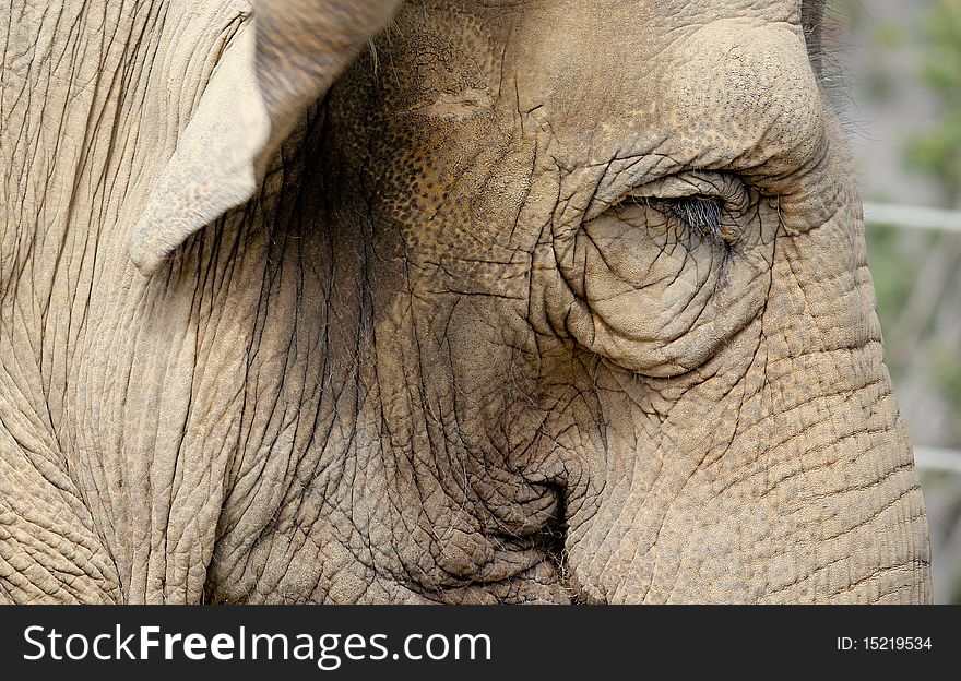 Close up portrait of an elephant. Close up portrait of an elephant