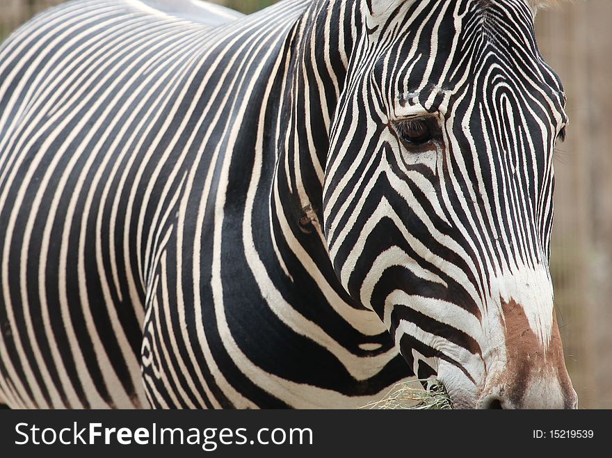 Close up of a zebra. Close up of a zebra