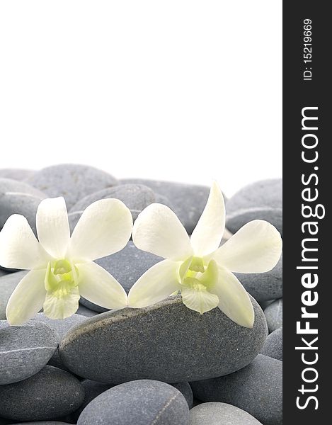 Pair of orchid with gray stones. Pair of orchid with gray stones