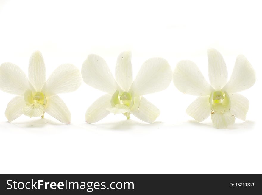 Three orchids isolated with clipping path