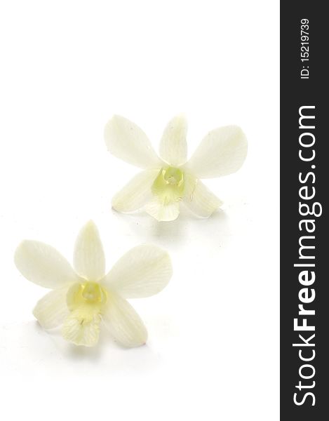Orchids isolated with clipping path