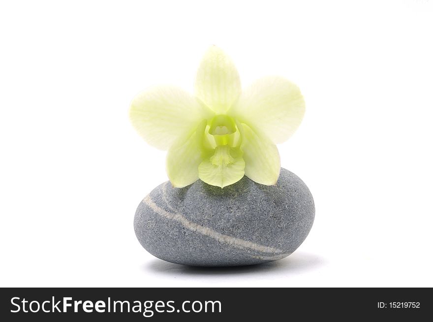 Beautiful orchid with zen stone. Beautiful orchid with zen stone
