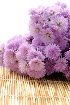 Pink Chrysanthemums Royalty Free Stock Photos Pink Chrysanthemums Royalty Free Stock Photos