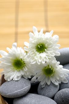 Still Life Royalty Free Stock Photography Still Life Royalty Free Stock Photography