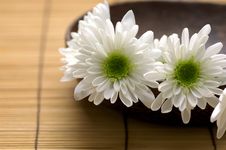 Bowl Of Chrysanthemum Stock Image