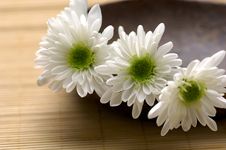 Bowl Of Chrysanthemum Royalty Free Stock Photo
