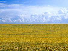 Sunflowers. Stock Images Sunflowers. Stock Images