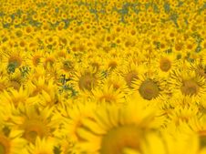 Sunflowers. Stock Photography Sunflowers. Stock Photography