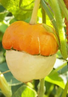 Decorative Gourds Stock Photo Decorative Gourds Stock Photo