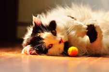 Free Сat Laying On The Floor Royalty Free Stock Image - 15225166