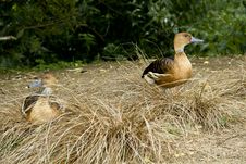 A Pair Of Whistling Ducks Royalty Free Stock Images A Pair Of Whistling Ducks Royalty Free Stock Images