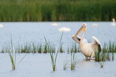 Great White Pelican In Water Stock Photography Great White Pelican In Water Stock Photography