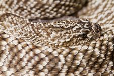 Uracoan Rattlesnake Royalty Free Stock Photo